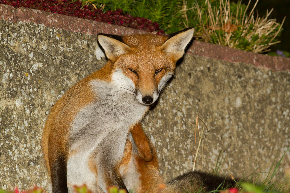0511141009123065.jpg - Fox scratching by low wall