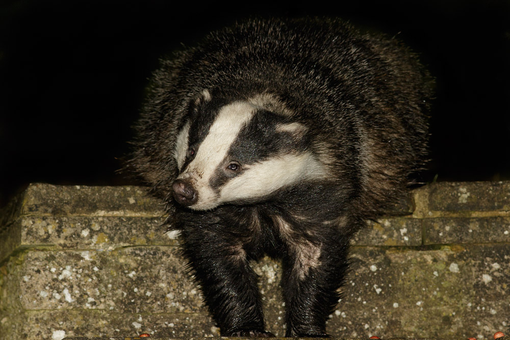 0511150111153687.jpg - Badger in garden
