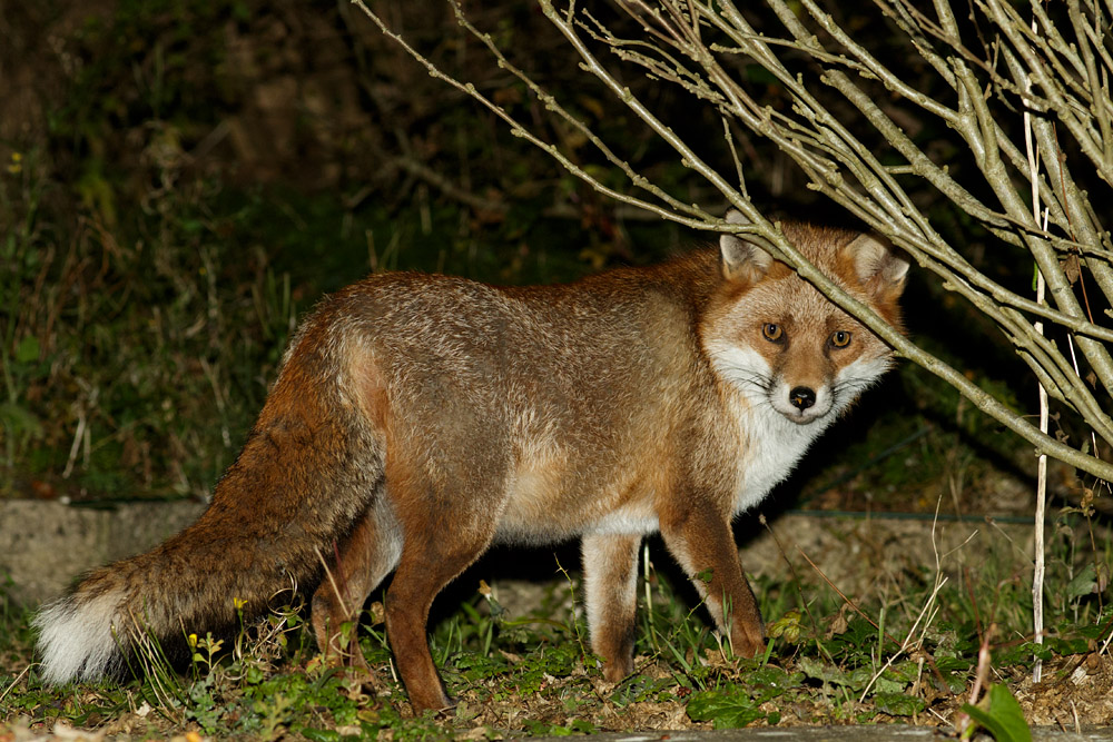 0511160311167363.jpg - Fox in garden