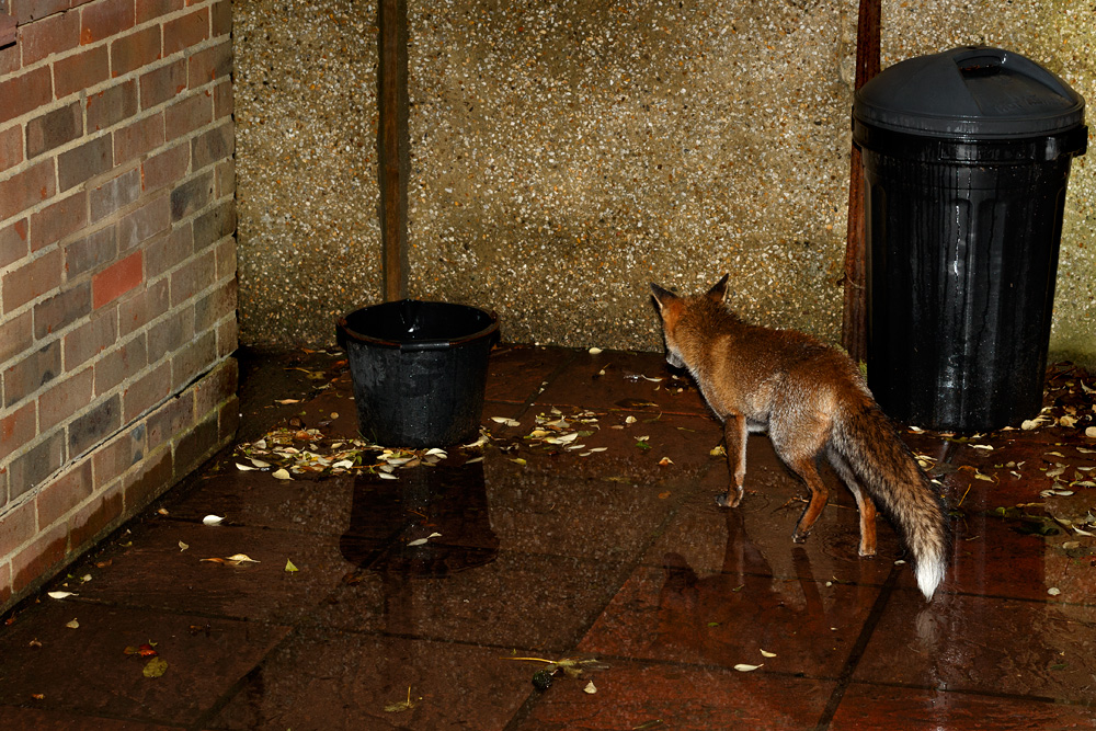 0511190411191785.jpg - Wolfy in the rain