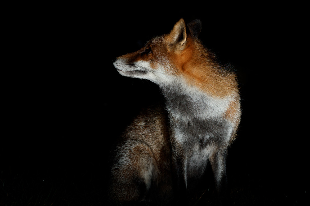 0511200311209262.jpg - Wolfy at night