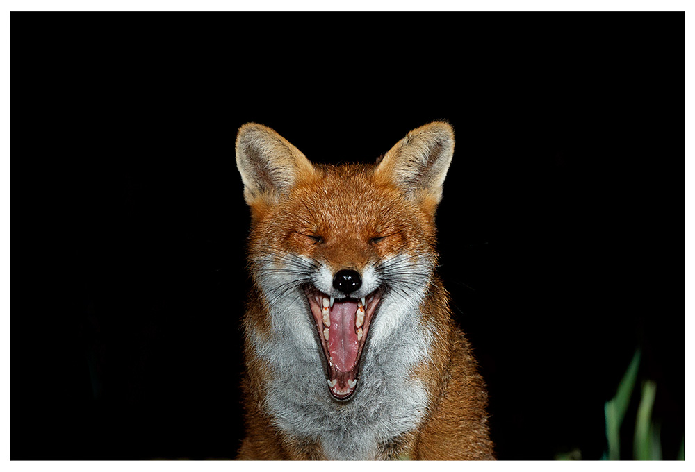0511230311231529.jpg - Male fox #2 (nick)