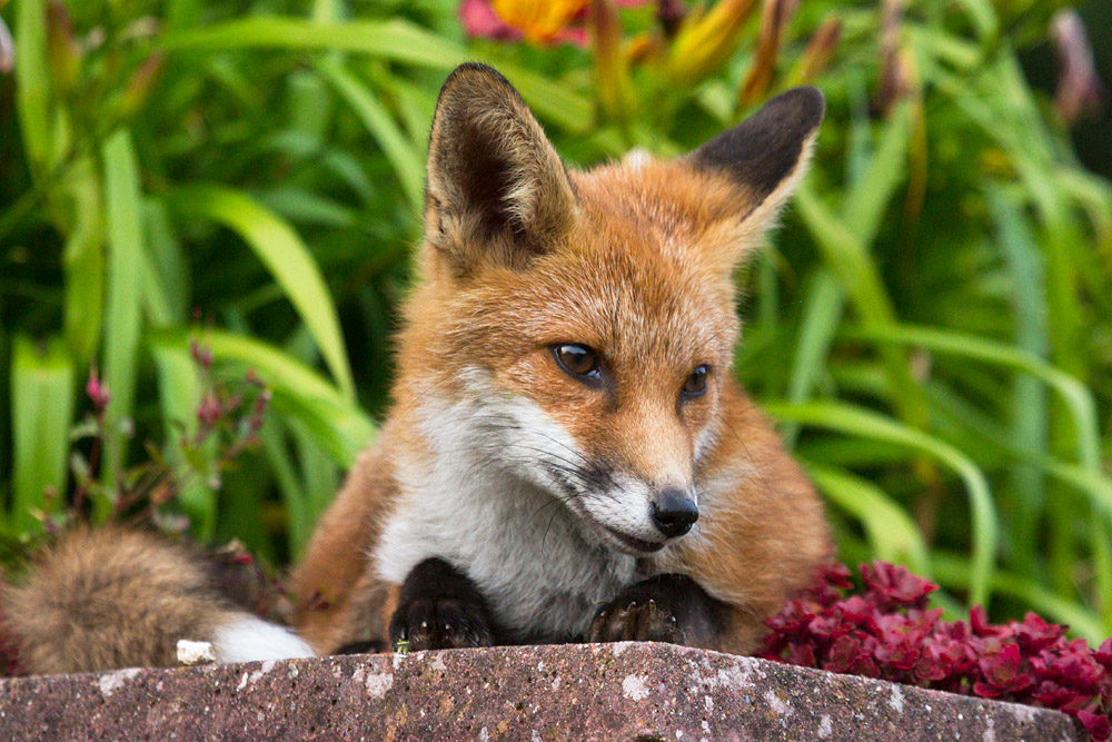 0512151507131322.jpg - Fox cub resting
