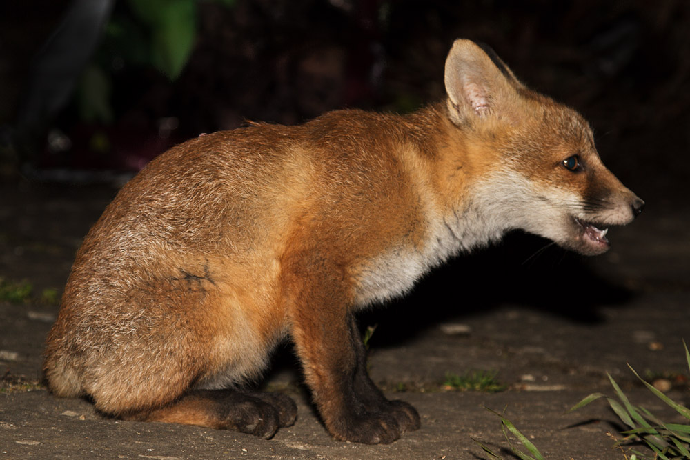 0512161605136132.jpg - Young fox cub