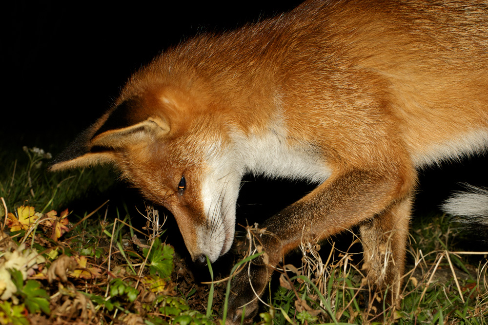 0512170412171059.jpg - Pretty Vixen digging