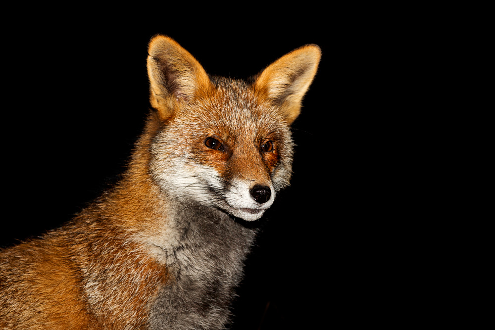 0512190512192716.jpg - Portrait of Wolfy