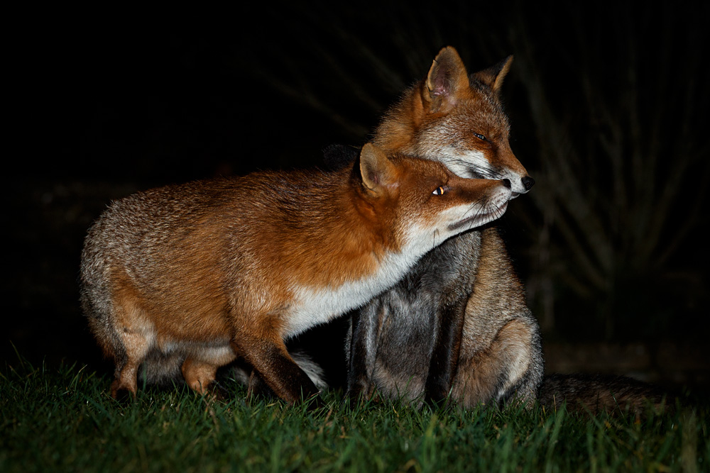 0512200512201167.jpg - Wolfy and Longtail