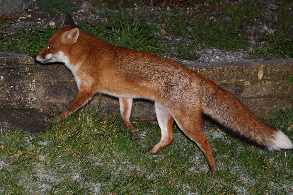 fox