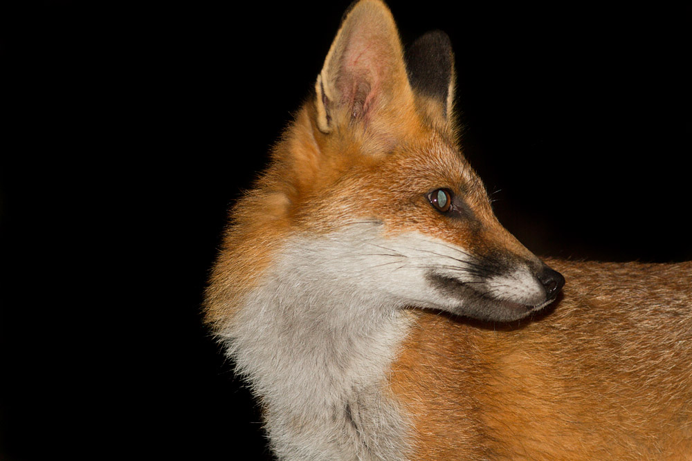 0601162207133521.jpg - Young fox with blue eye-shine