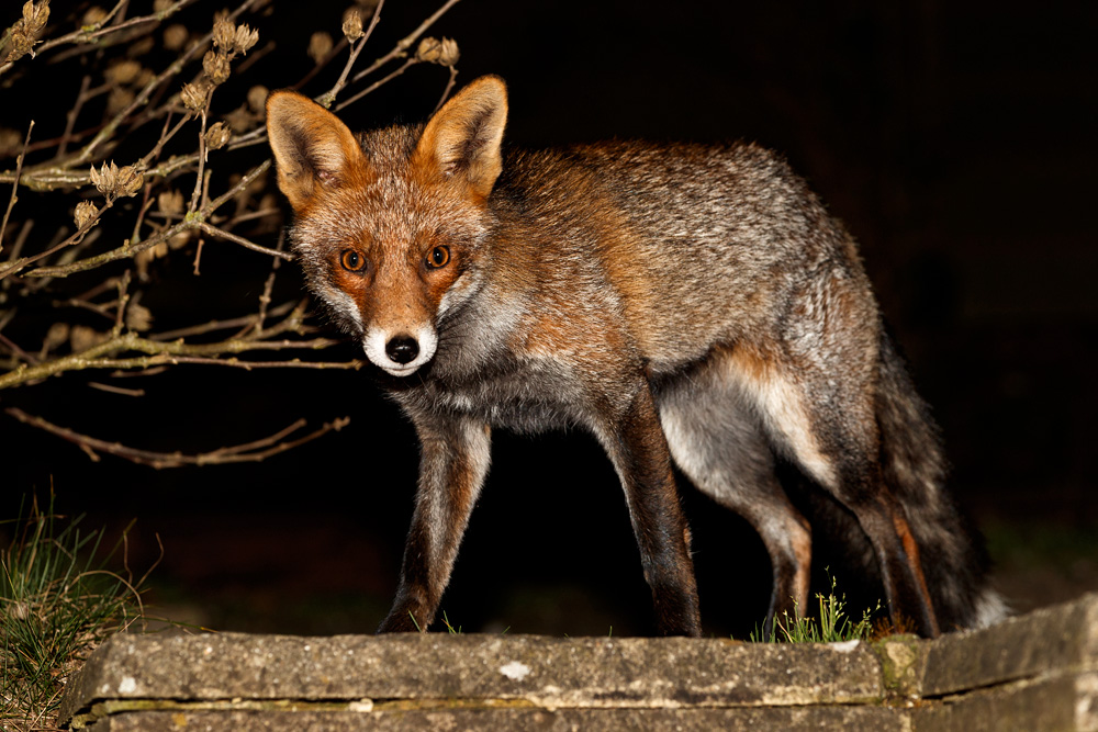 0601190601196117.jpg - Wolfy in the garden at night