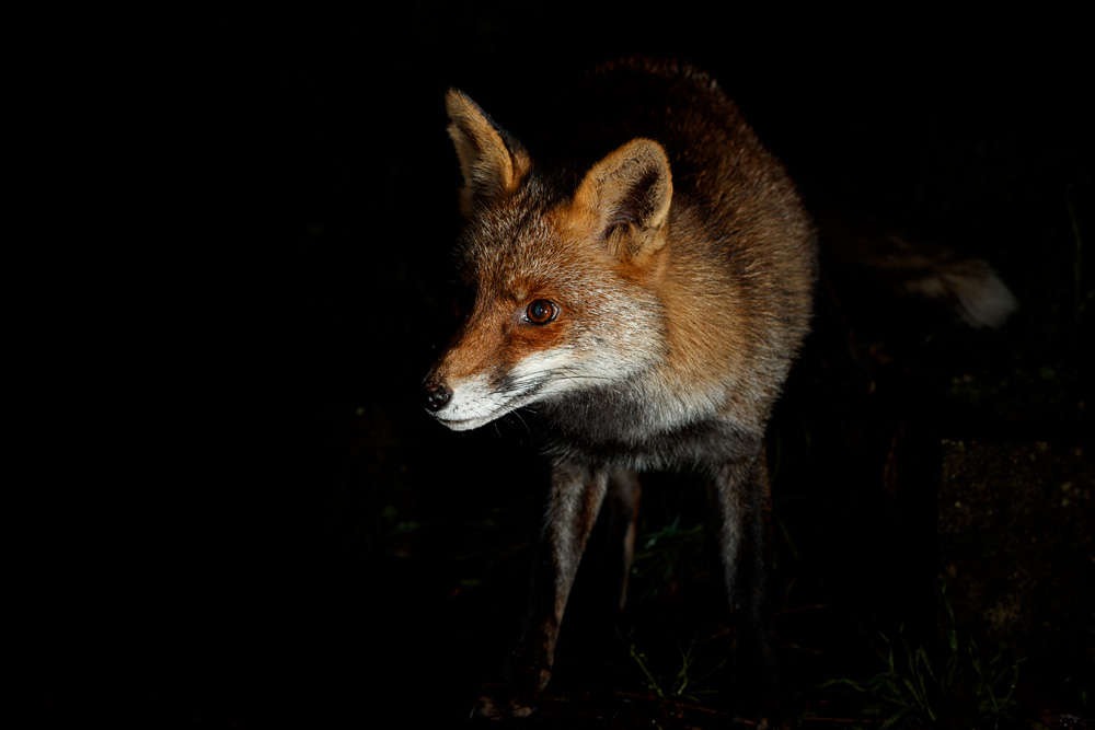 0601210501212585.jpg - Wolfy around the garden
