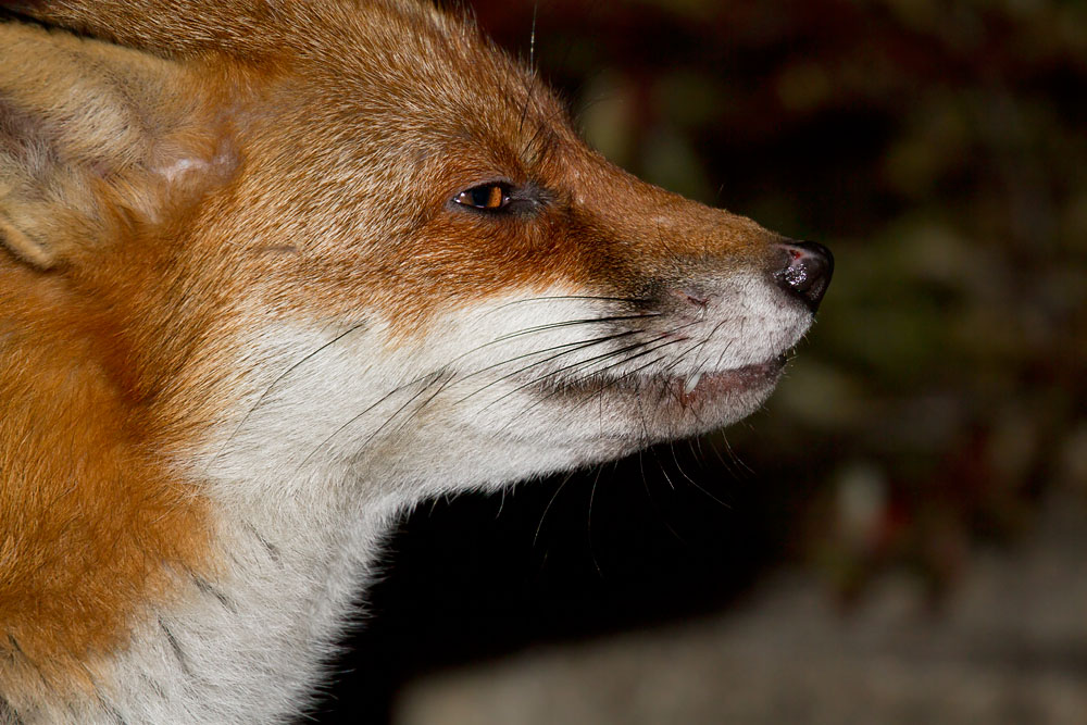 fox