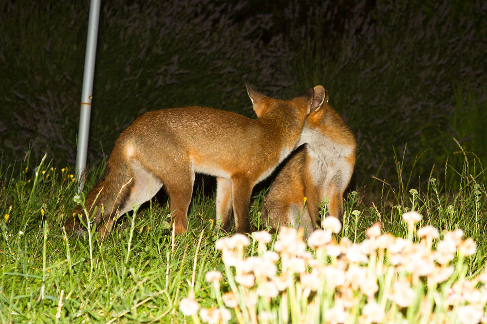 0602131307129257.jpg - Two fox cubs (Vulpes vulpes) in a garden.