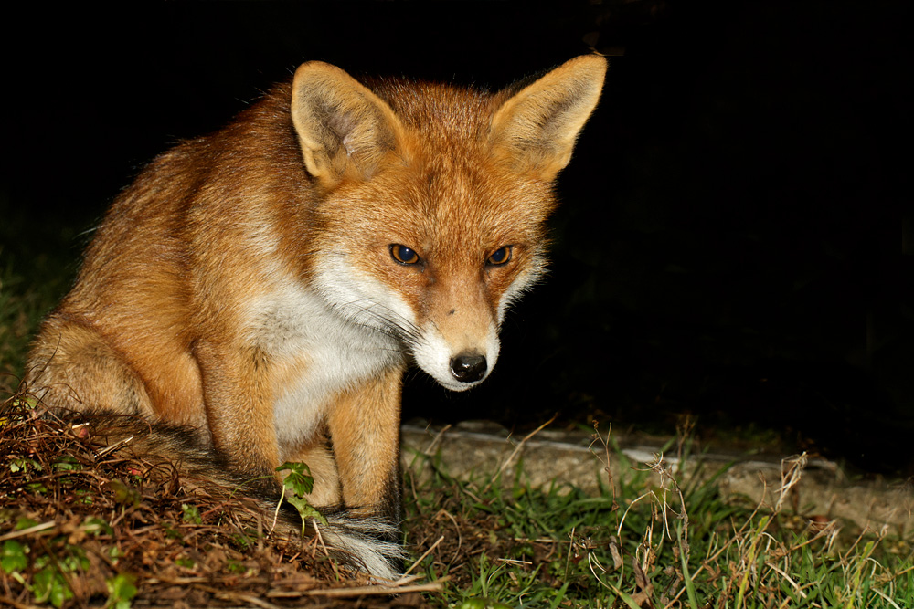 0602180602185623.jpg - Portrait of the Pretty Vixen