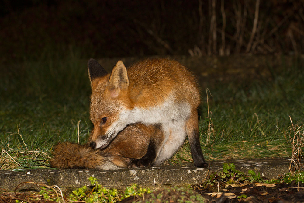 0603140503144171.jpg - Fox in garden