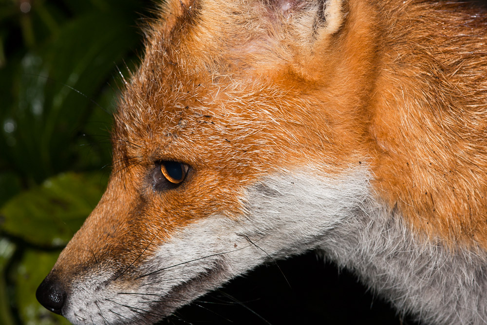 0603162708091502.jpg - Portrait of a fox