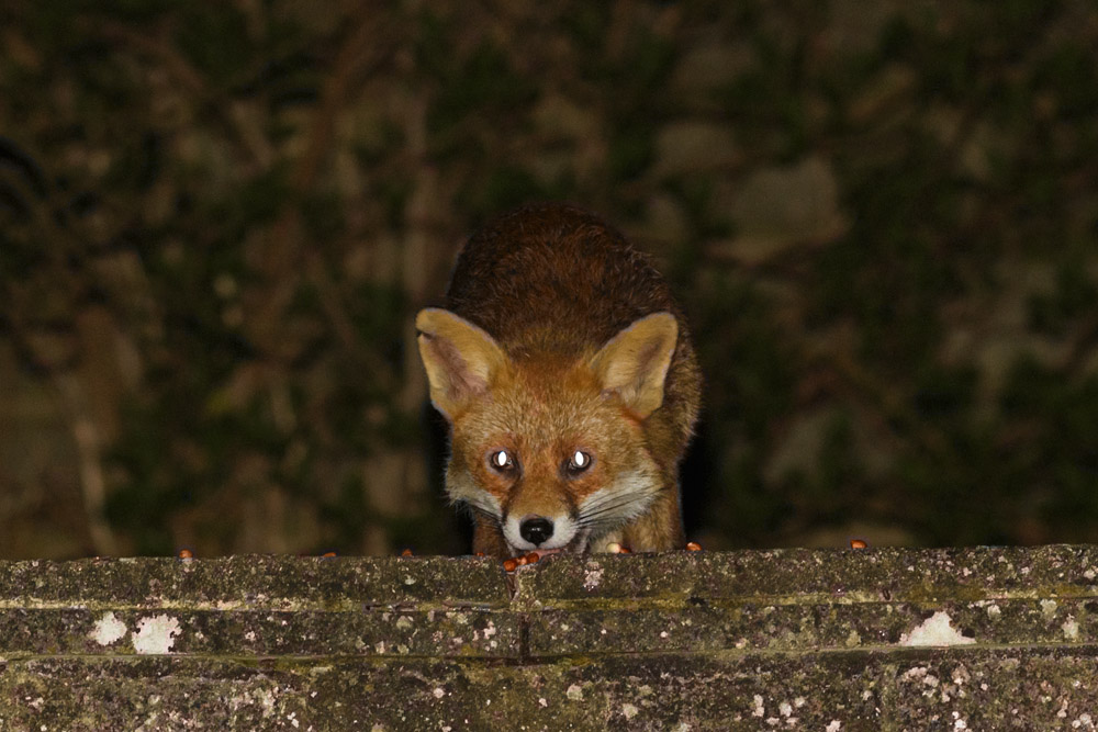 0604160504160885.jpg - Nicked-ear fox
