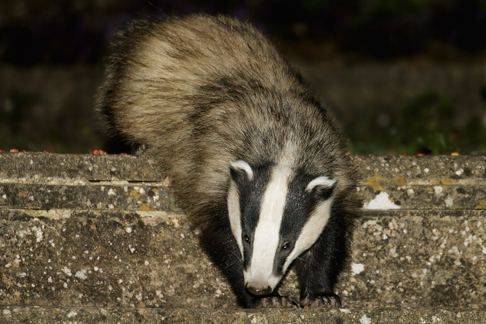 0605150105150524.jpg - Badger in garden (badger #2)
