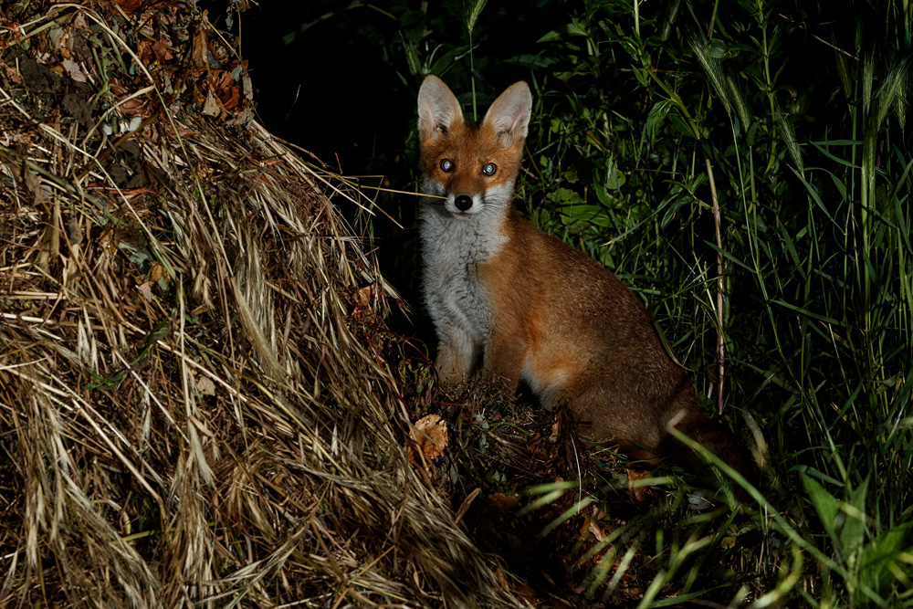 0606210606211623.jpg - Fox cub by compost heap