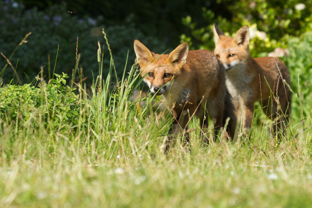 0607130507138803.jpg - Fox cub in garden