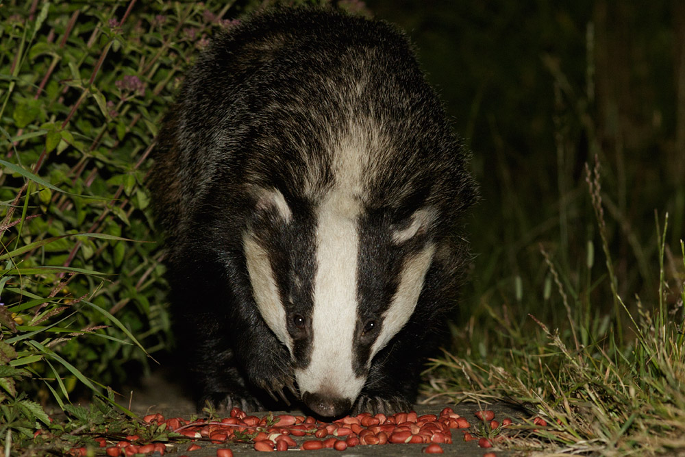 0607152806153140.jpg - Badger on path