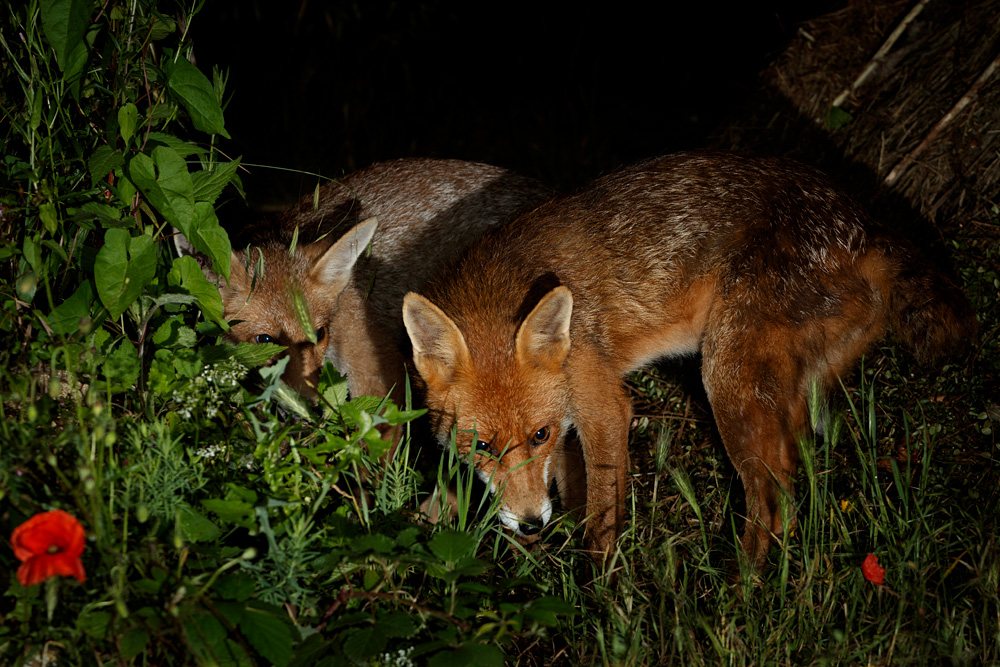 0607210407214117.jpg - Fox cub with Stumpy the vixen