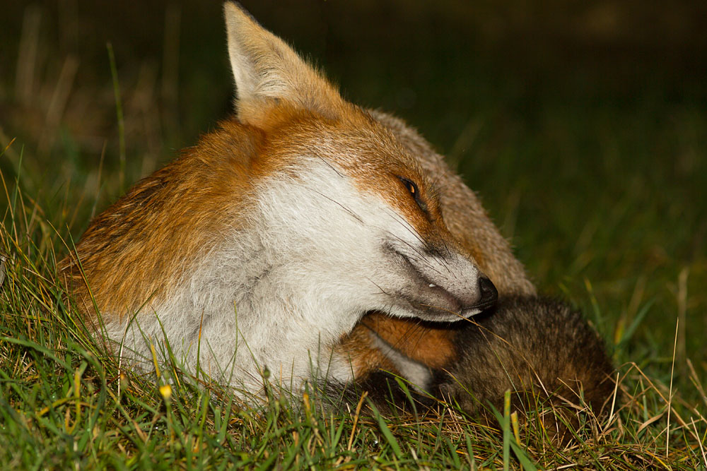 0608140110126775.jpg - Fox cub curled up in the garden