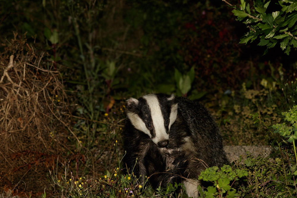 0608153007150710.jpg - Badger in garden