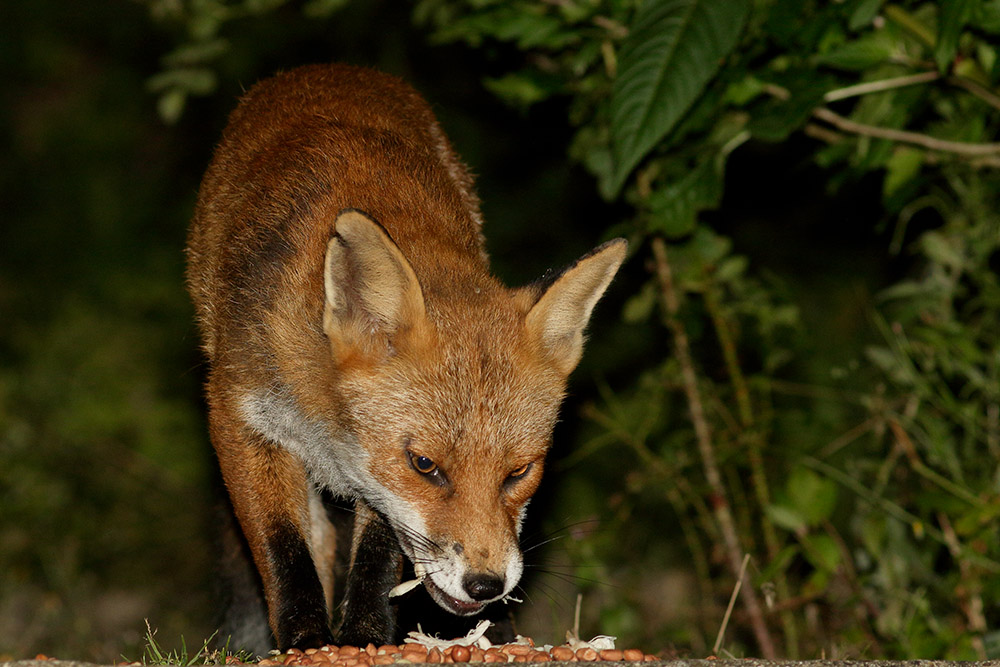 0608160708167896.jpg - Fox feeding in suburban garden