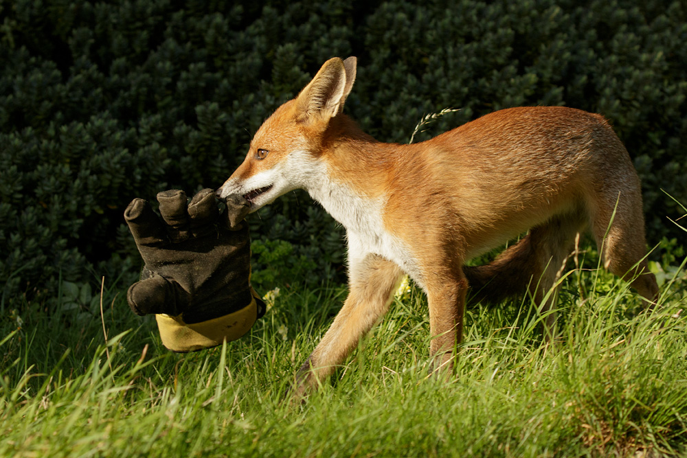 0608170608176944.jpg - The pretty little vixen steals a gardening glove