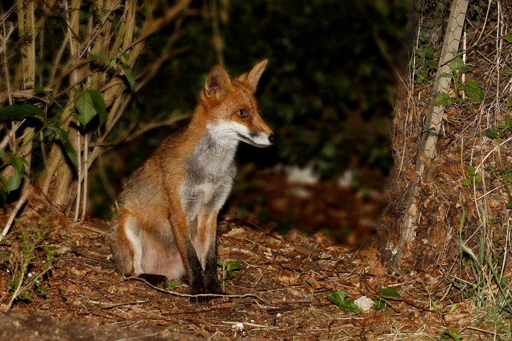 0608192907193959.jpg - Dog Fox
