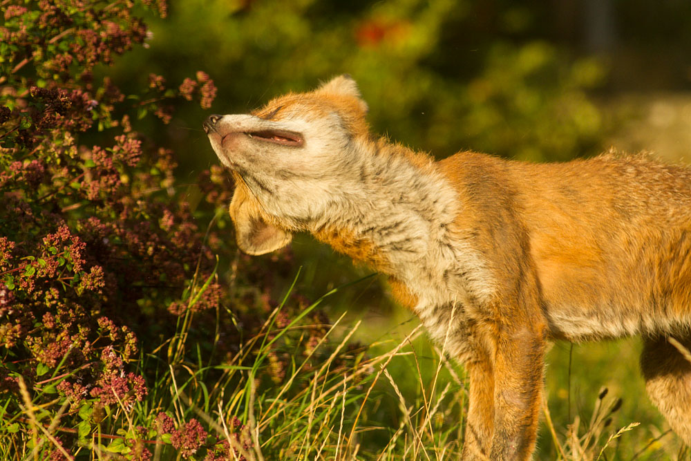 0609142608148168.jpg - Male fox with some signs of poor coat (mange?) in garden on sunny evening.