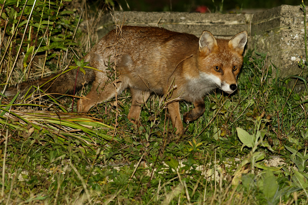 0609160609162518.jpg - Fox in garden