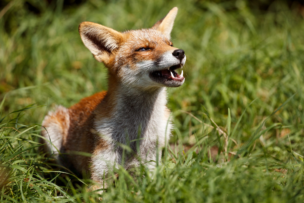 0609180609184896.jpg - Portrait of Scamp, the young vixen