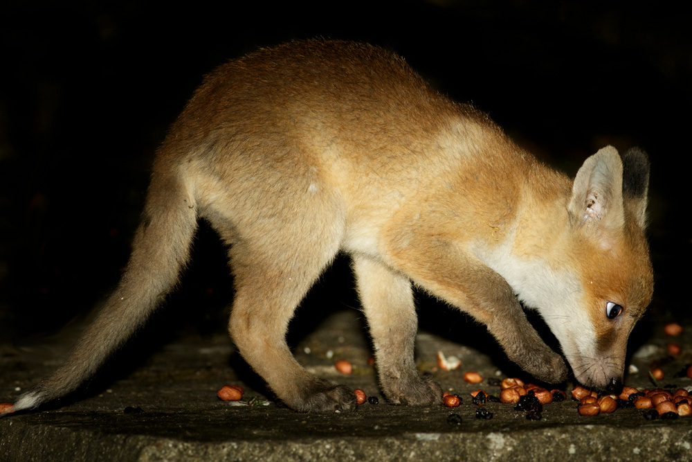 0610170205179478.jpg - Fox cubs in garden