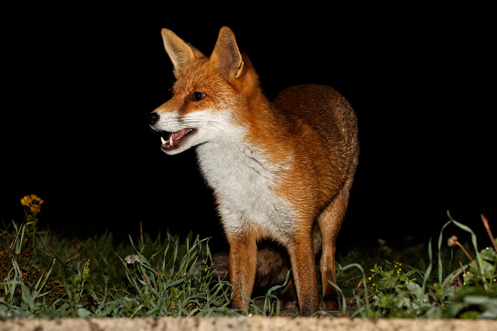 0610180510185694.jpg - Pretty Vixen at Night