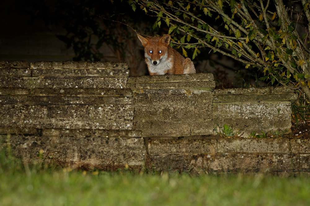 0610190610190372.jpg - Little vixen (stumpy)