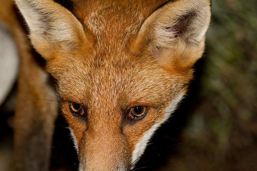 0611121709124201.jpg - Close up portrait of a young male fox.