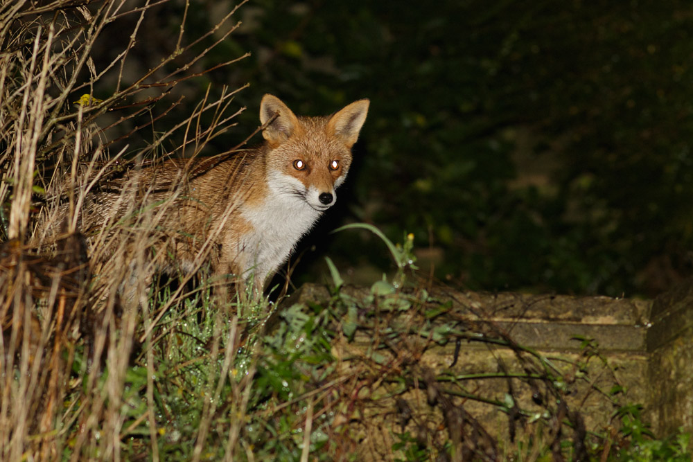 0611150411154149.jpg - Fox in garden