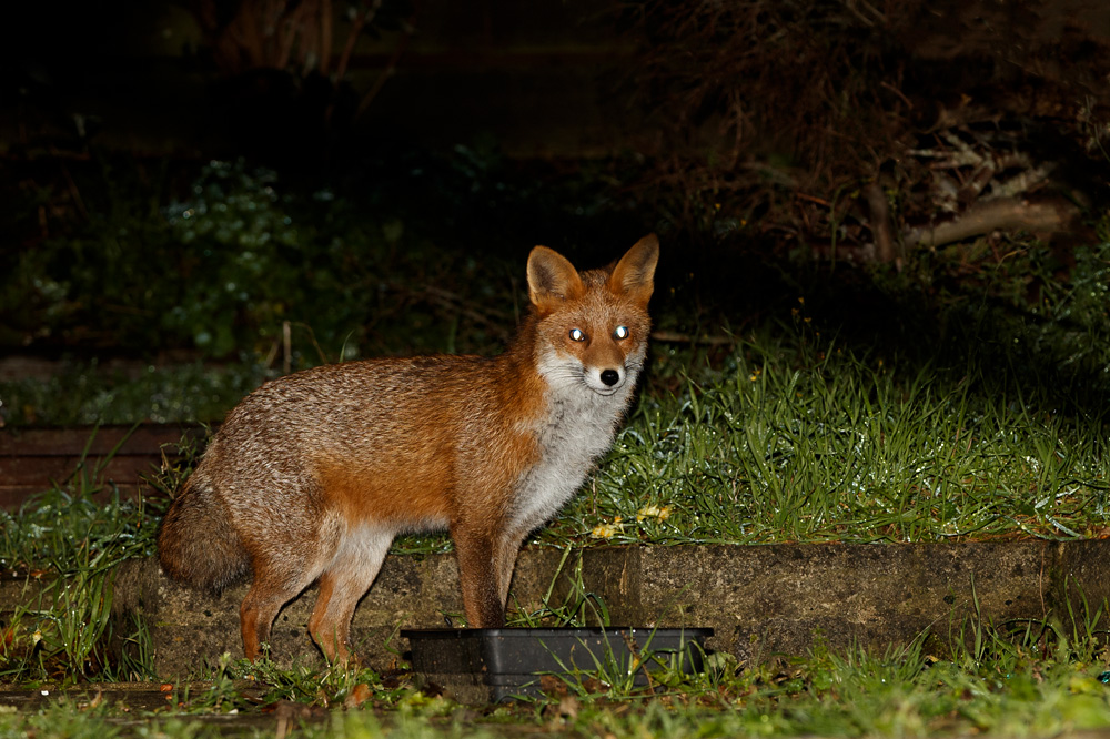 0611190611191804.jpg - Stumpy fox