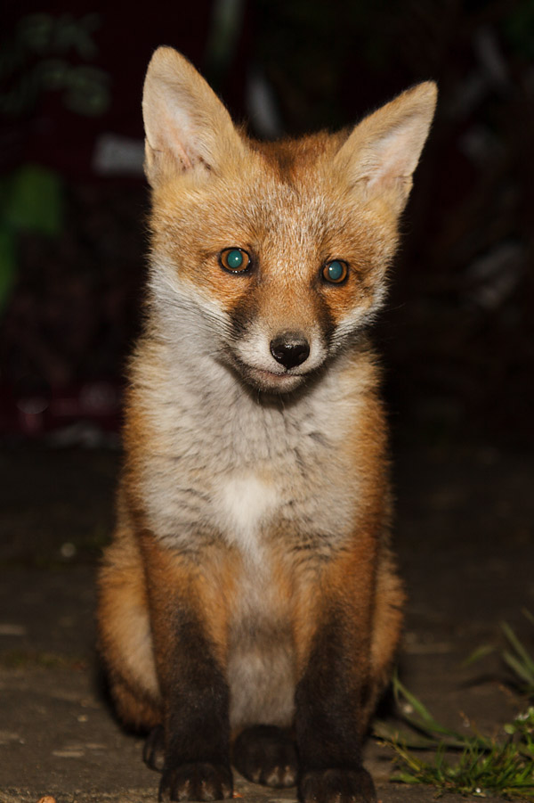 0612161605136135.jpg - Fox cub portrait