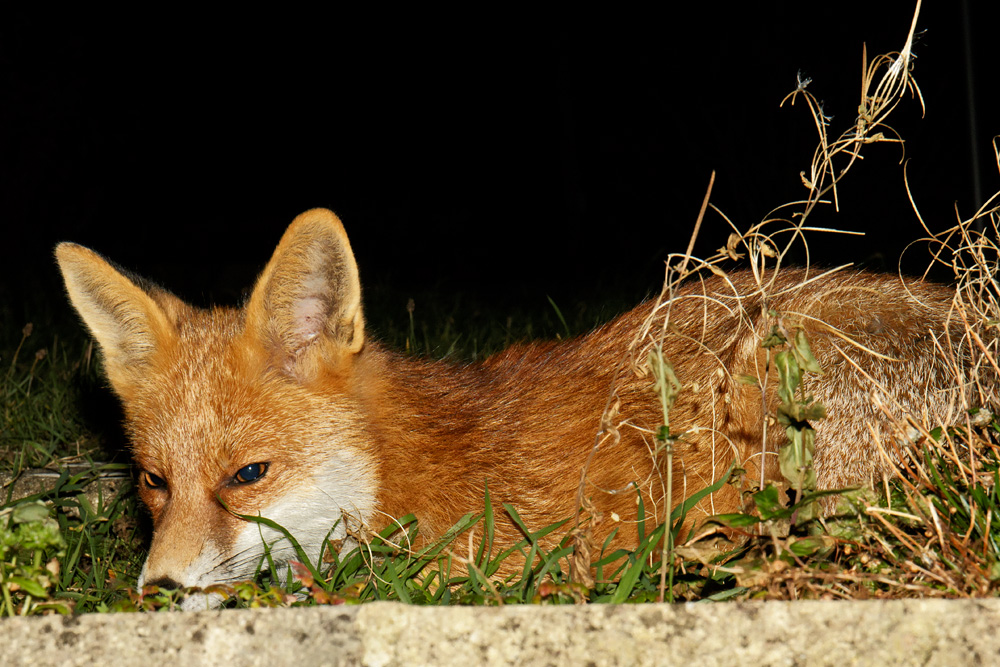 0612170612171121.jpg - Portrait of Pretty Vixen