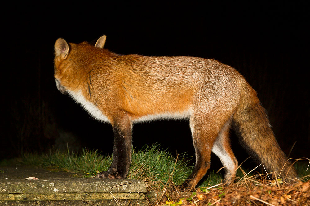 0701130301132419.jpg - Fox in suburban garden