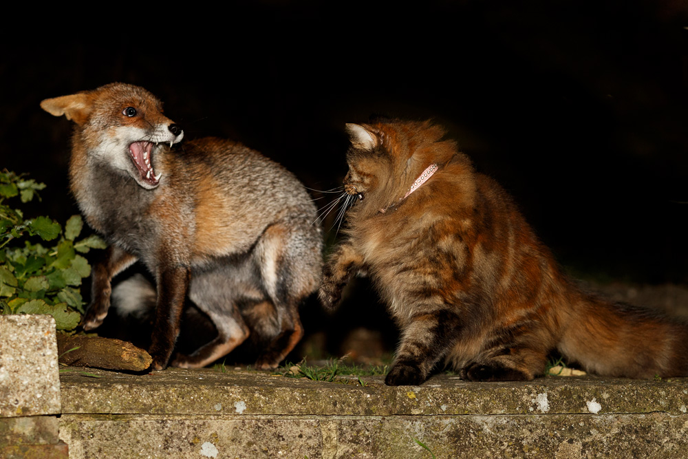 0701190701196441.jpg - Wolfy being pestered by a familar cat in the garden at night