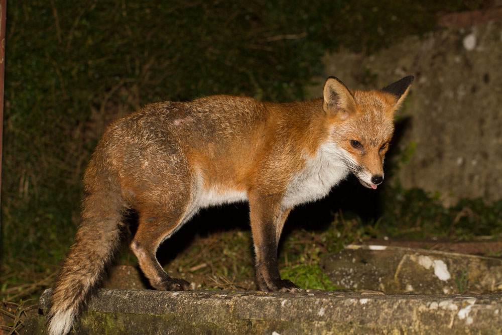 0702150103143770.jpg - Fox at top of garden steps