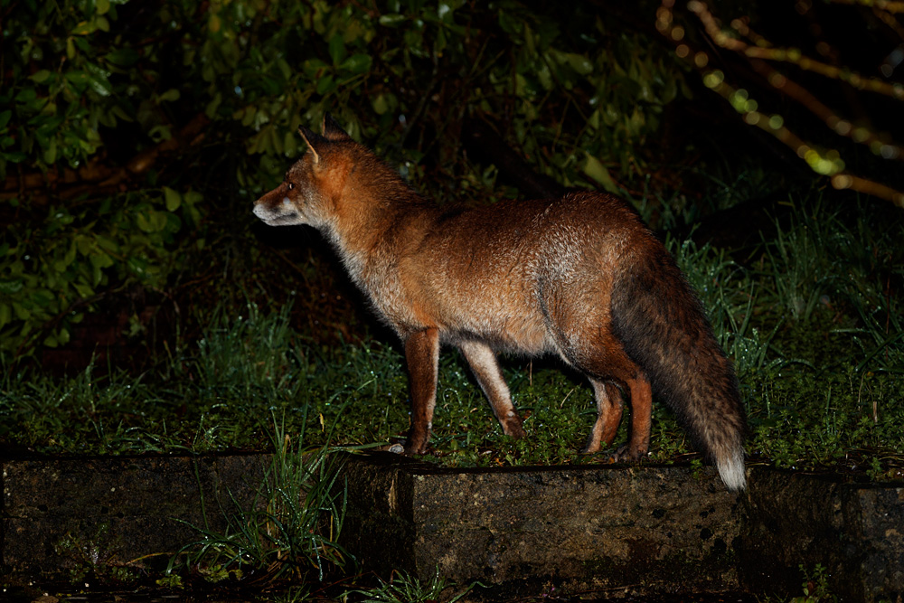 0702210702213409.jpg - Wolfy in the rain
