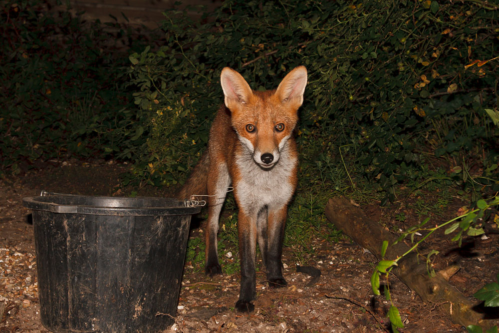 0703130508072828.jpg - Young fox and bucket.