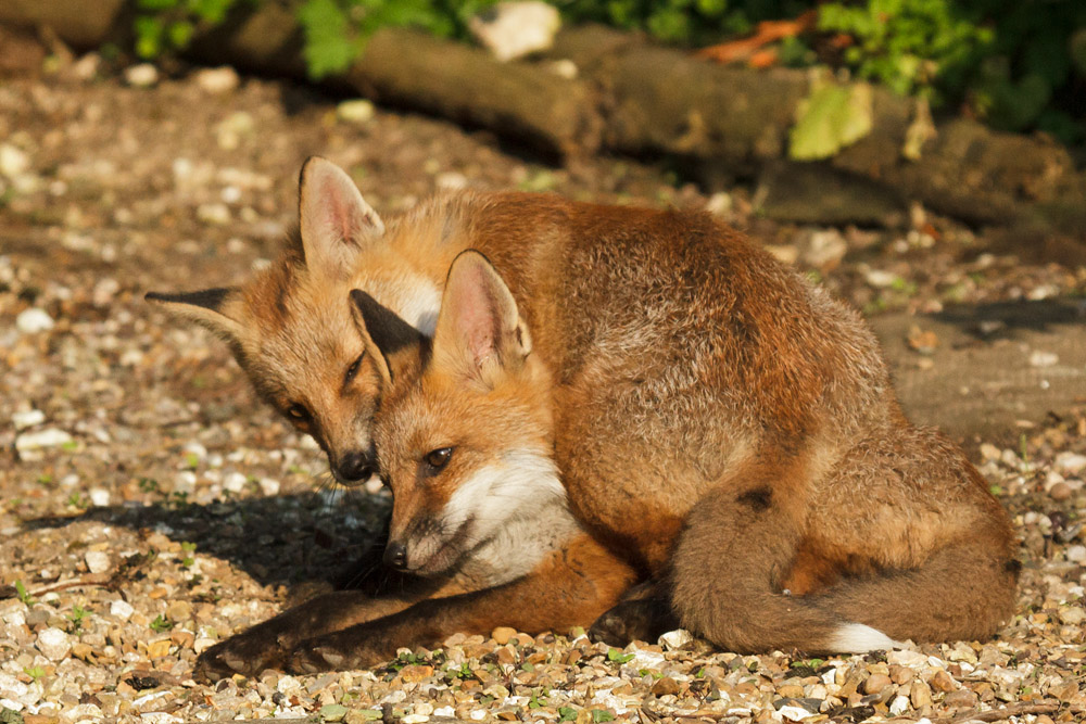 0703172705139999_61.jpg - Two fox cubs in a tangle