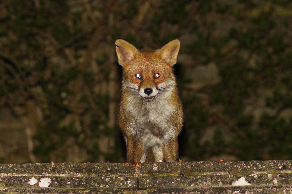 0704160504160886.jpg - Nicked-ear fox