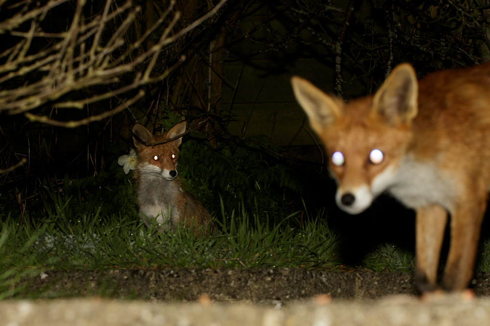 0704180504180798.jpg - Pretty Vixen and lactating vixen